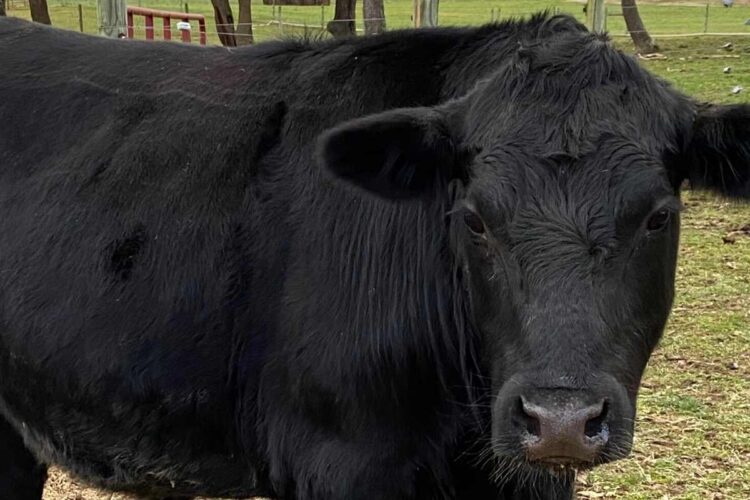 How I Raised a Year's Worth of Grass-Fed Beef for Practically Nothing